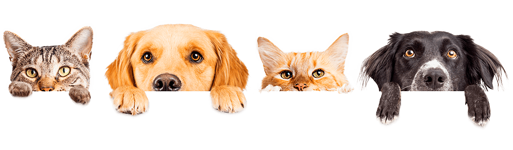 Коти та собаки