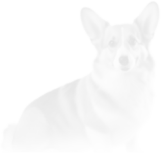 dog small